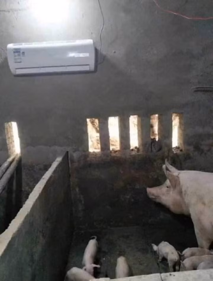 Với giá lợn đang đắt đỏ như hiện nay thì chỉ cần vài chú heo giống là chủ nuôi có thể gỡ ngay được cái điều hoà này rồi. Ảnh: Nguyễn Thanh Bình