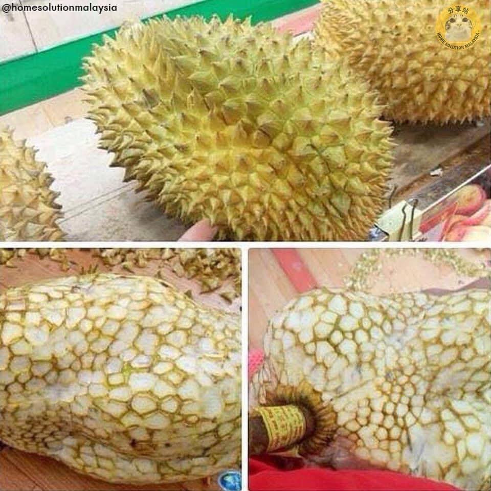 Không còn sót lại một cái gai nào nữa nhé.