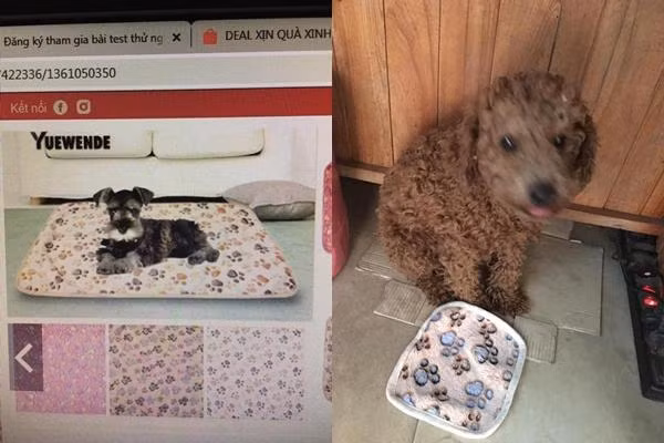 Khi "sen" mua đệm cho "boss" nằm cho ấm, nhưng sản phẩm nhận về trông có khác cái yếm cho các em bé đâu.