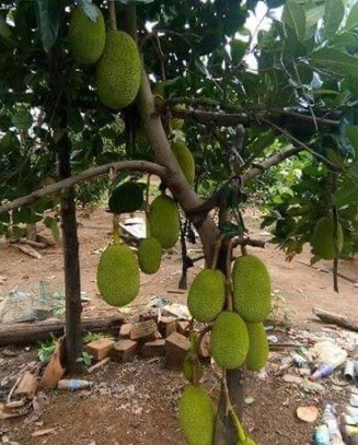 Thời gian qua, nhiều gia chủ đã nghĩ ra cách chống trộm cây mít mà khiến những kẻ có ý định "chôm chỉa" chỉ biết bò lăn ra cười.