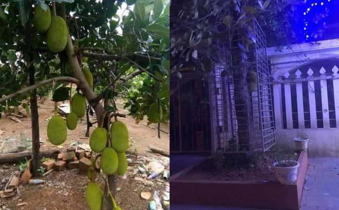 Ngay sau khi đăng tải, hình ảnh này đã khiến cư dân mạng không thể nhịn được cười. Rất nhiều bình luận hài hước đã được dân mạng chia sẻ về cách chống trộm mít có 1 không 2 này.