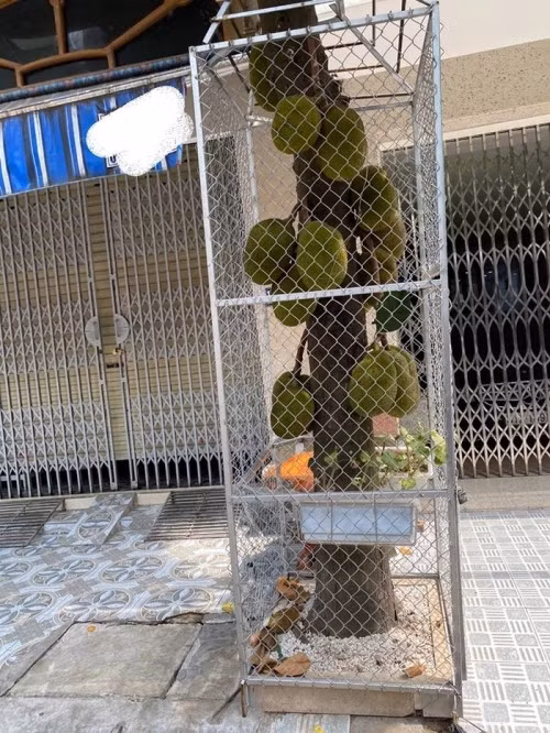 Bức chắn kiên cố khiến những kẻ trộm mít chỉ biết "khóc thét".