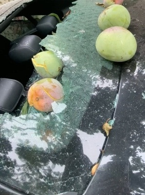 Sự những quả xoài rơi đã khiến kính xe ô tô vỡ vụn, lúc đó Phượng Chanel chỉ biết thốt lên: "Cây xoài nhà tôi nó mất nết quá các ông ạ".