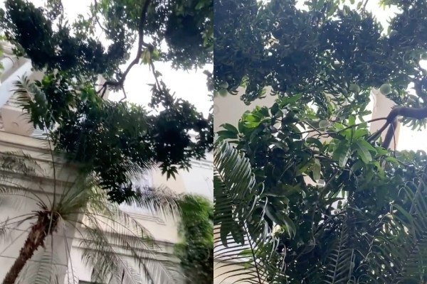 Ngoài cây xoài còn có rất nhiều cây cối khác tại biệt thự của Phượng Chanel.