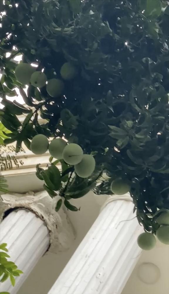 Đầu đoạn clip, nữ đại gia khoe những quả xoài trĩu cành ở biệt thự màu trắng vô cùng thích mắt. Nhìn sơ thì các chi tiết thiết kế của biệt thự cũng khá đặc sắc.