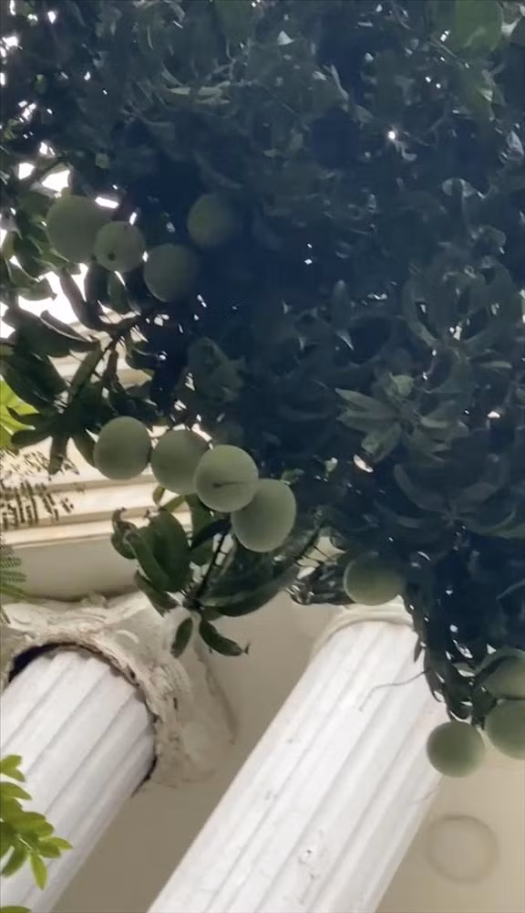 Đầu đoạn clip, nữ đại gia khoe những quả xoài trĩu cành ở biệt thự màu trắng vô cùng thích mắt. Nhìn sơ thì các chi tiết thiết kế của biệt thự cũng khá đặc sắc.