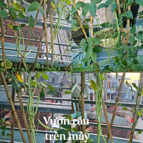 Cuộc sống bình dị của họ là bán các sản phẩm từ thịt lợn, trồng cây, hoa...