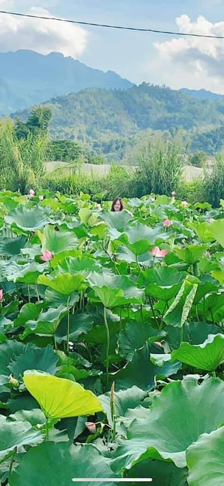 Một trường hợp check-in với hoa sen khác cũng "đớn đau" không kém khi gặp phải người chụp ảnh có tâm nhưng chẳng có tài làm "phó nháy". Ảnh: Lê Phương Thúy