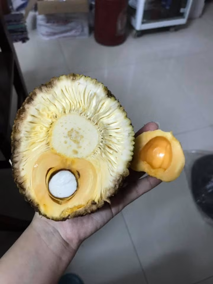 Dù vậy, cô nàng khẳng định múi mít rất giòn và ngọt, đến sang năm nhất định sẽ cho thành quả đáng mong chờ hơn thế này.