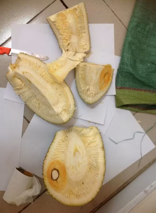 Đoạn clip TikTok sau khi chia sẻ đã gây tiếng cười cho cư dân mạng, một số bình luận hài hước như: "Rồi ăn sao hết trời", "To thế ạ cho em 2kg",...xuất hiện dành cho màn hái mít "bá đạo" này.