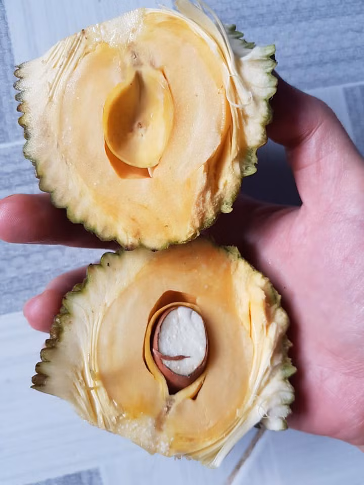 Dù là cất công mua hay trồng thì khi bổ mít mỗi một múi chắc chắn sẽ khiến chủ nhân "tức lộn ruột".