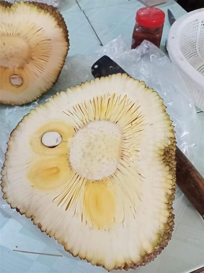 Quả mít này khấm khá hơn vì có được hẳn 3 múi.