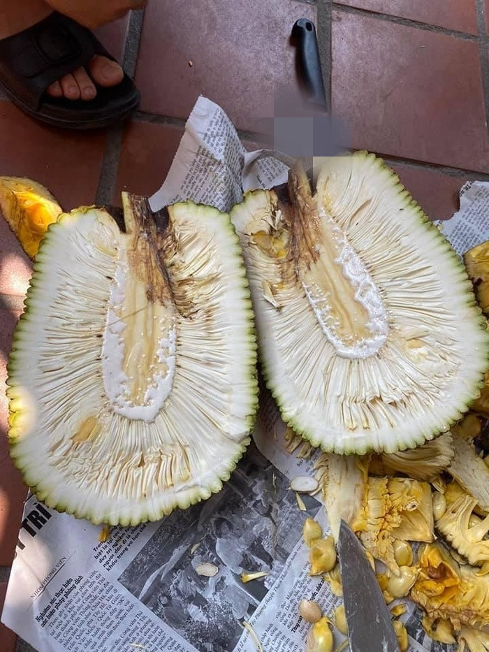 Cây mít này ắt hẳn đã "trúng lời nguyền" mới cho ra quả toàn xơ như thế này.