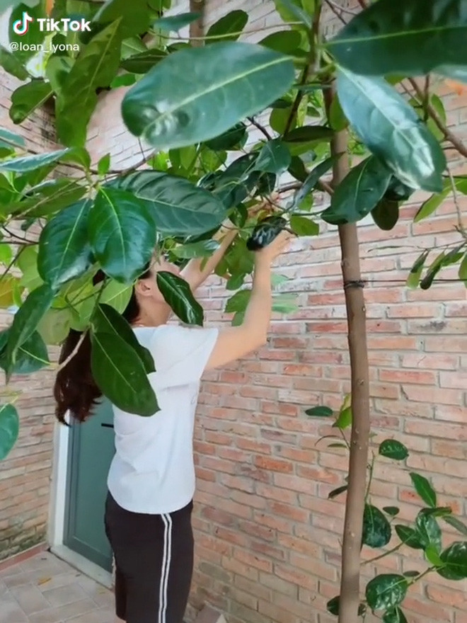 Mới đây, trên MXH xuất hiện đoạn clip TikTok một cô nàng hào hứng chia sẻ quá trình thu hoạch quả mít Thái đầu tiên trong vườn nhà khiến cư dân mạng vô cùng thích thú.
