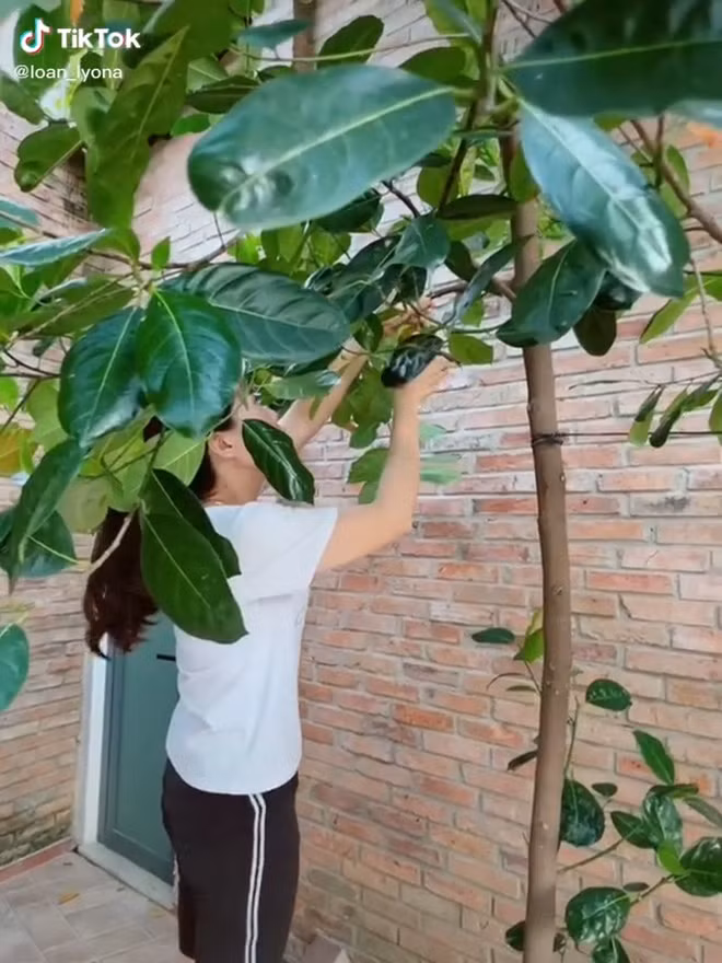 Mới đây, trên MXH xuất hiện đoạn clip TikTok một cô nàng hào hứng chia sẻ quá trình thu hoạch quả mít Thái đầu tiên trong vườn nhà khiến cư dân mạng vô cùng thích thú.