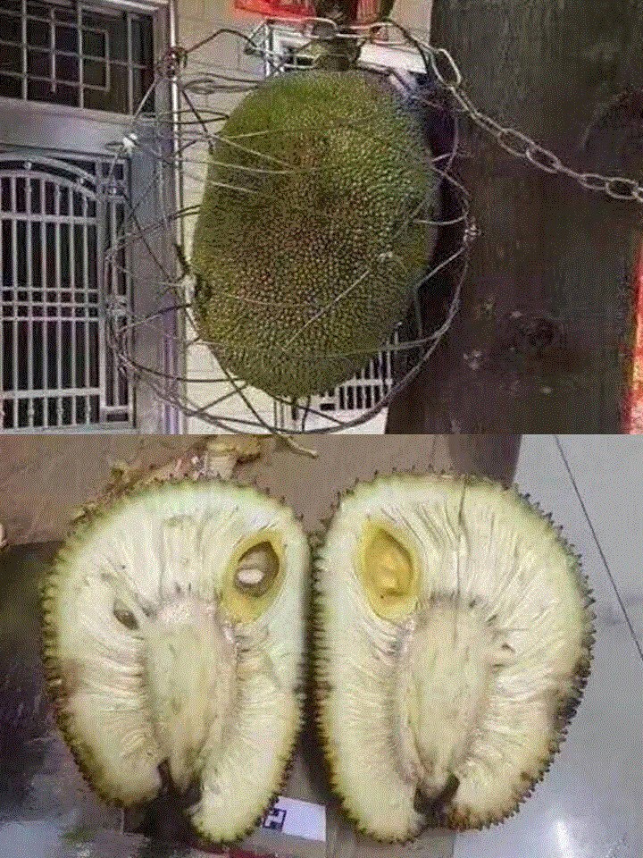 Trước đó đã từng có nhiều người chia sẻ về những quả mít duy chỉ có một múi bên trong.