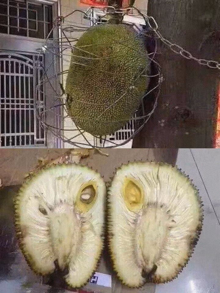 Trước đó đã từng có nhiều người chia sẻ về những quả mít duy chỉ có một múi bên trong.