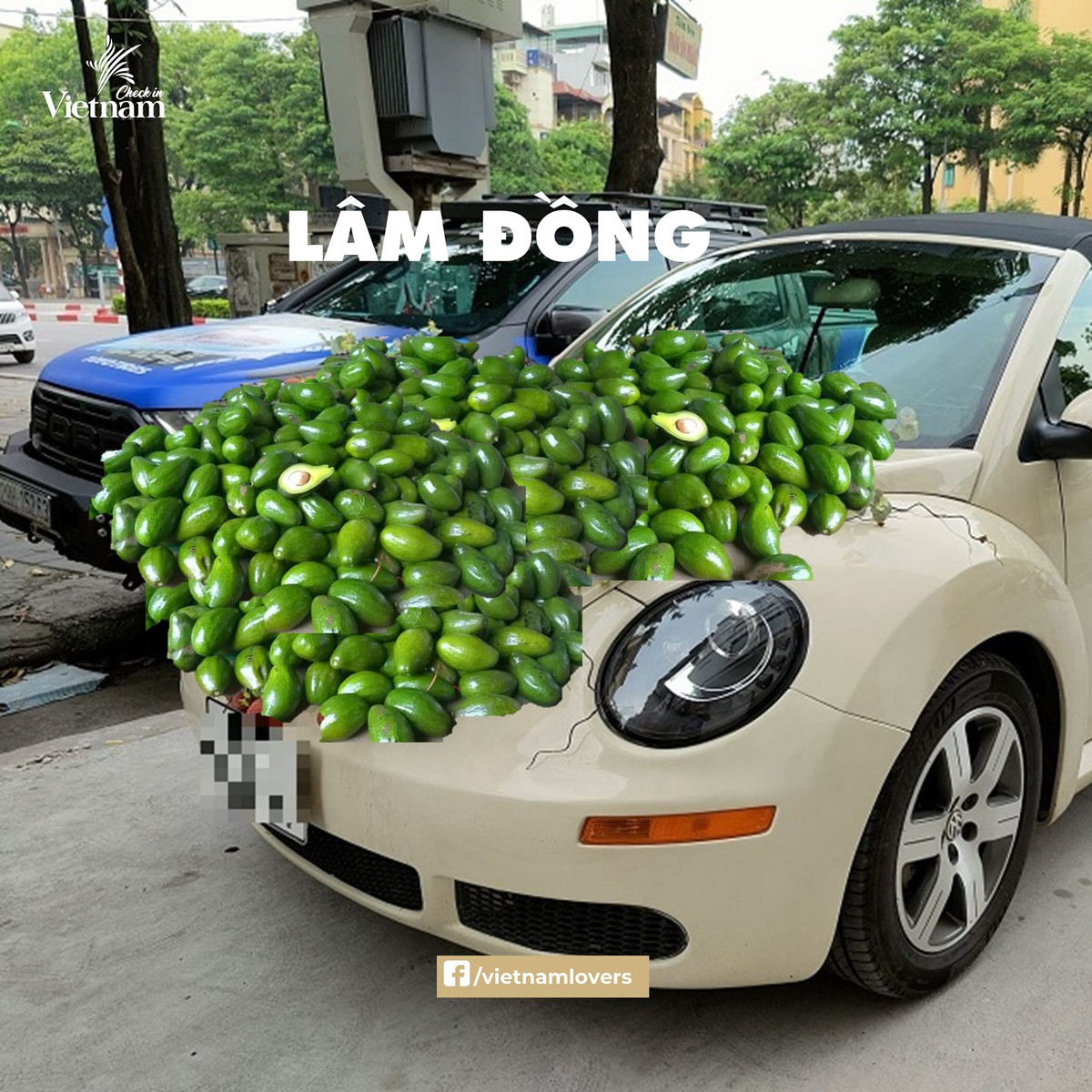 Lâm Đồng thì không thể không nhắc đến bơ. Ảnh: Check in Vietnam