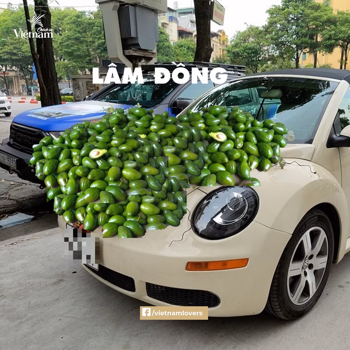 Lâm Đồng thì không thể không nhắc đến bơ. Ảnh: Check in Vietnam