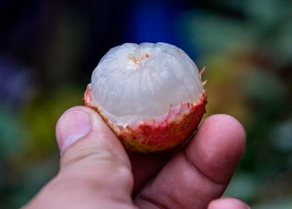 Khi ăn vải, ai cũng mong tìm được những quả có hạt thật nhỏ bởi đó thường là những quả vải ngon hơn, nhiều ruột và quan trọng là cảm giác thích thú khi không phải nhằn hạt.