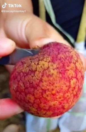 Qủa vải có phần ruột miễn chê với cùi dày, trắng muốt còn hạt lại bé xíu. Chỉ nhìn thôi cũng khiến dân tình phát thèm vì quá ngon.