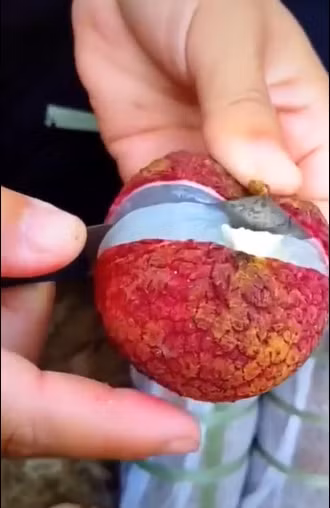 Quả vải nhìn bên ngoài đã thấy núng nính căng mọng và khi bóc ra thực sự không thể làm ai thất vọng.