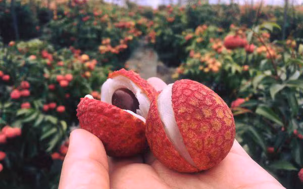 Tuy nhiên, với những ai không biết chọn vải thì rất dễ mua quả vải cùi mỏng, hạt to. Ảnh: Tổng hợp