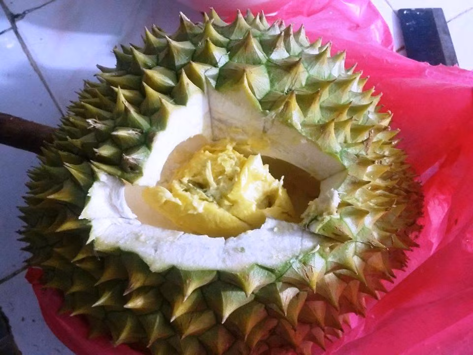 Màn moi sầu riêng chẳng giống ai.