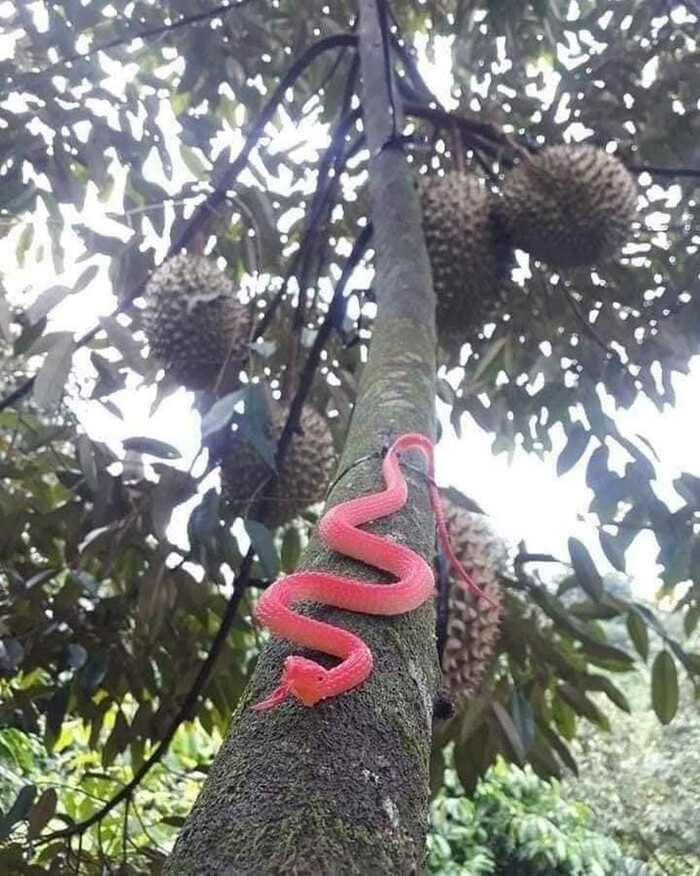 Từ cây mít, cây xoài cho đến cây sầu riêng đều có cách bảo vệ vô cùng "bá đạo".