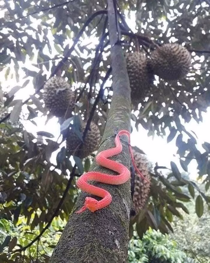 Từ cây mít, cây xoài cho đến cây sầu riêng đều có cách bảo vệ vô cùng "bá đạo".