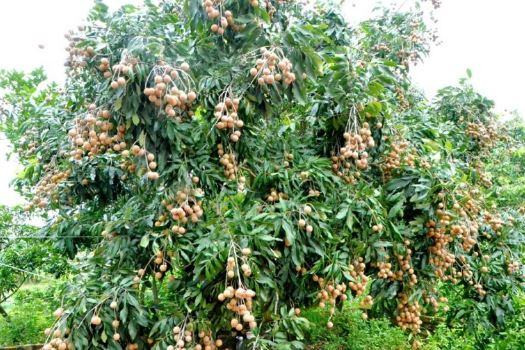 Nhìn vào cách chống trộm độc đáo này ai cũng thấy được mức độ "đầu tư" của người chủ khi chịu khó lên tận ngọn để bao bọc.