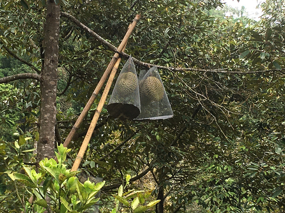 Trước đây, netizen cũng nhiều lần được chứng kiến những chiêu chống trộm trái cây của người dân.