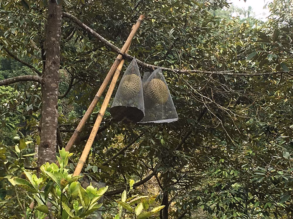 Trước đây, netizen cũng nhiều lần được chứng kiến những chiêu chống trộm trái cây của người dân.