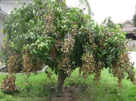 Chiêu chống trộm trái cây này vừa để phòng côn trùng, hơn hết là để chống lại đám nhóc trong làng, hình ảnh này khiến người xem "cười lăn" vì nhớ về tuổi thơ dữ dội.