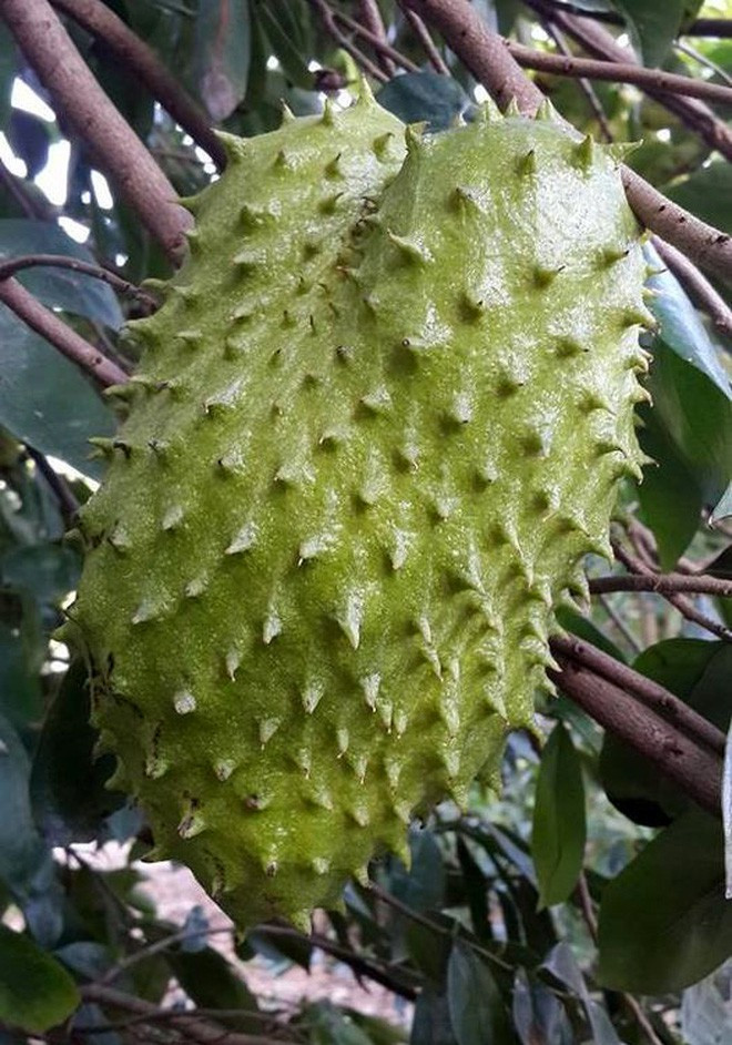 Trước đó, không ít trường hợp phải ôm hận khi mua sầu riêng. Điển hình, một thanh niên khoe quả sầu riêng "đột biến" mà mình trồng được trong vườn nhà khiến ai cũng thích thú bởi vẻ ngoài của nó quá khác lạ.