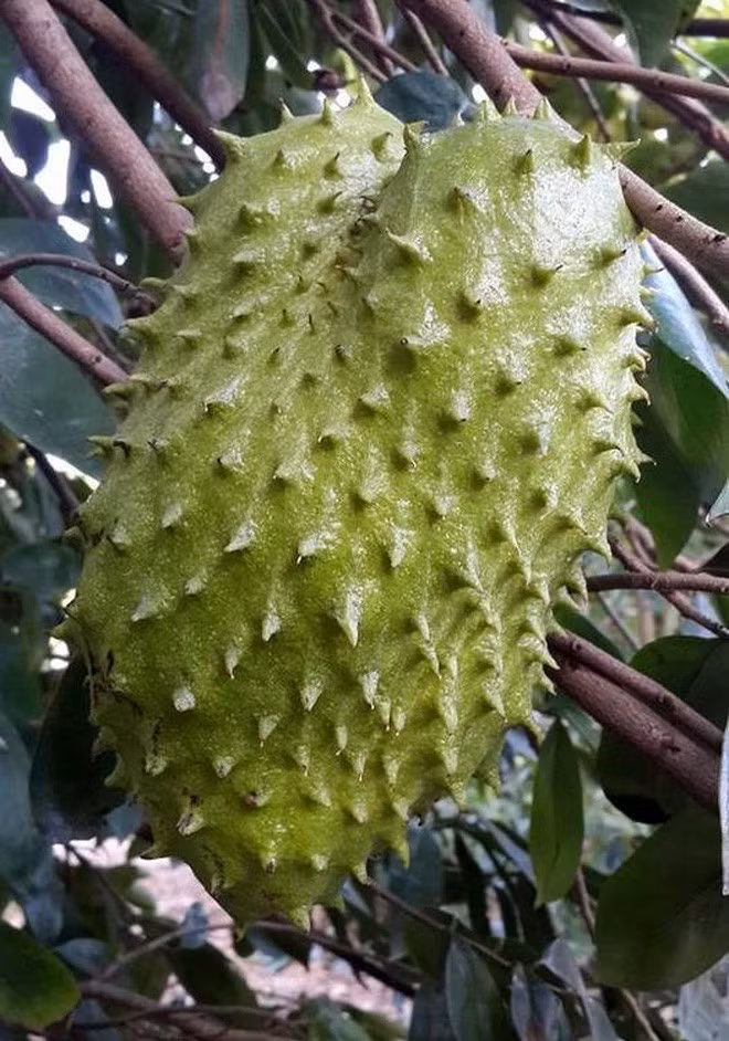 Trước đó, không ít trường hợp phải ôm hận khi mua sầu riêng. Điển hình, một thanh niên khoe quả sầu riêng "đột biến" mà mình trồng được trong vườn nhà khiến ai cũng thích thú bởi vẻ ngoài của nó quá khác lạ.