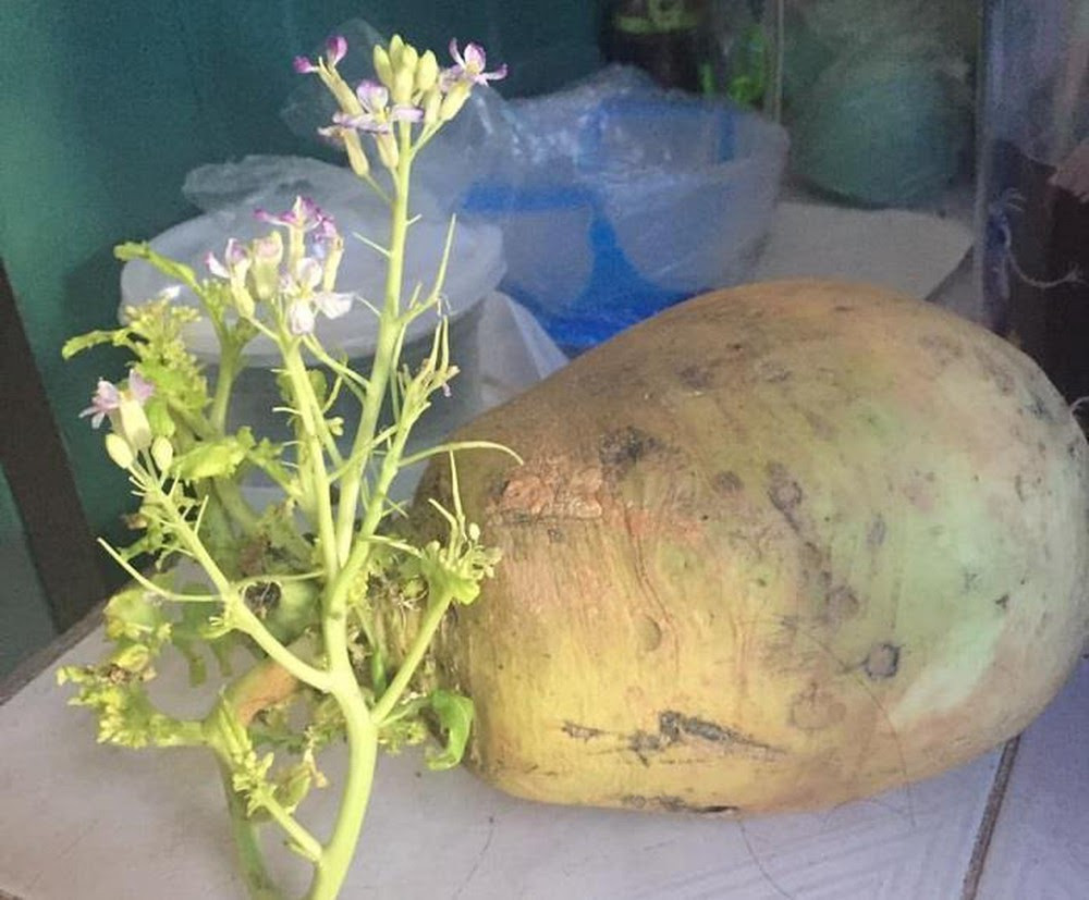 Trong những ngày dịch bệnh, nhiều gia đình đã quá lo lắng và tích trữ thực phẩm quá nhiều ở nhà nhưng đến nay vẫn không sử dụng hết số thực phẩm đó. Và hậu quả là dẫn đến việc chúng mọc mần, mốc hay hư hỏng và phải bỏ đi.