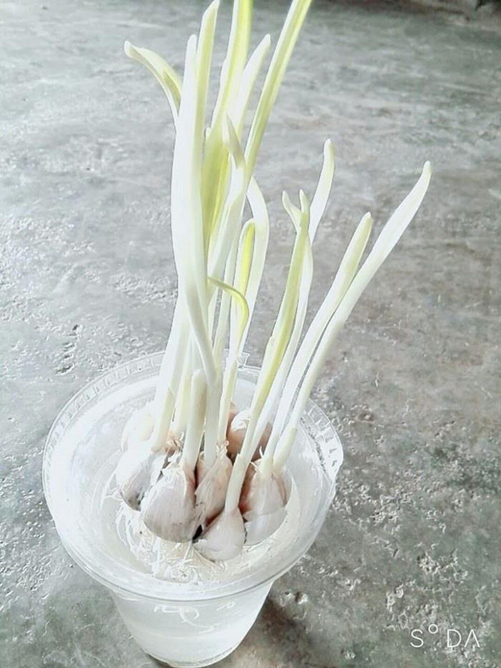 Nhiều chị em phụ nữ đã chia sẻ lên MXH "hậu quả" nhận được chỉ vì quá lo lắng về thực phẩm hàng ngày mùa dịch.