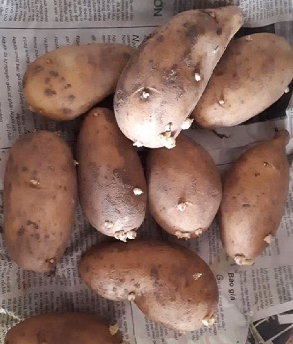 Hậu quả của việc dự trữ đồ ăn quá nhiều là những củ khoai tây bị mọc mần phải vứt đi.