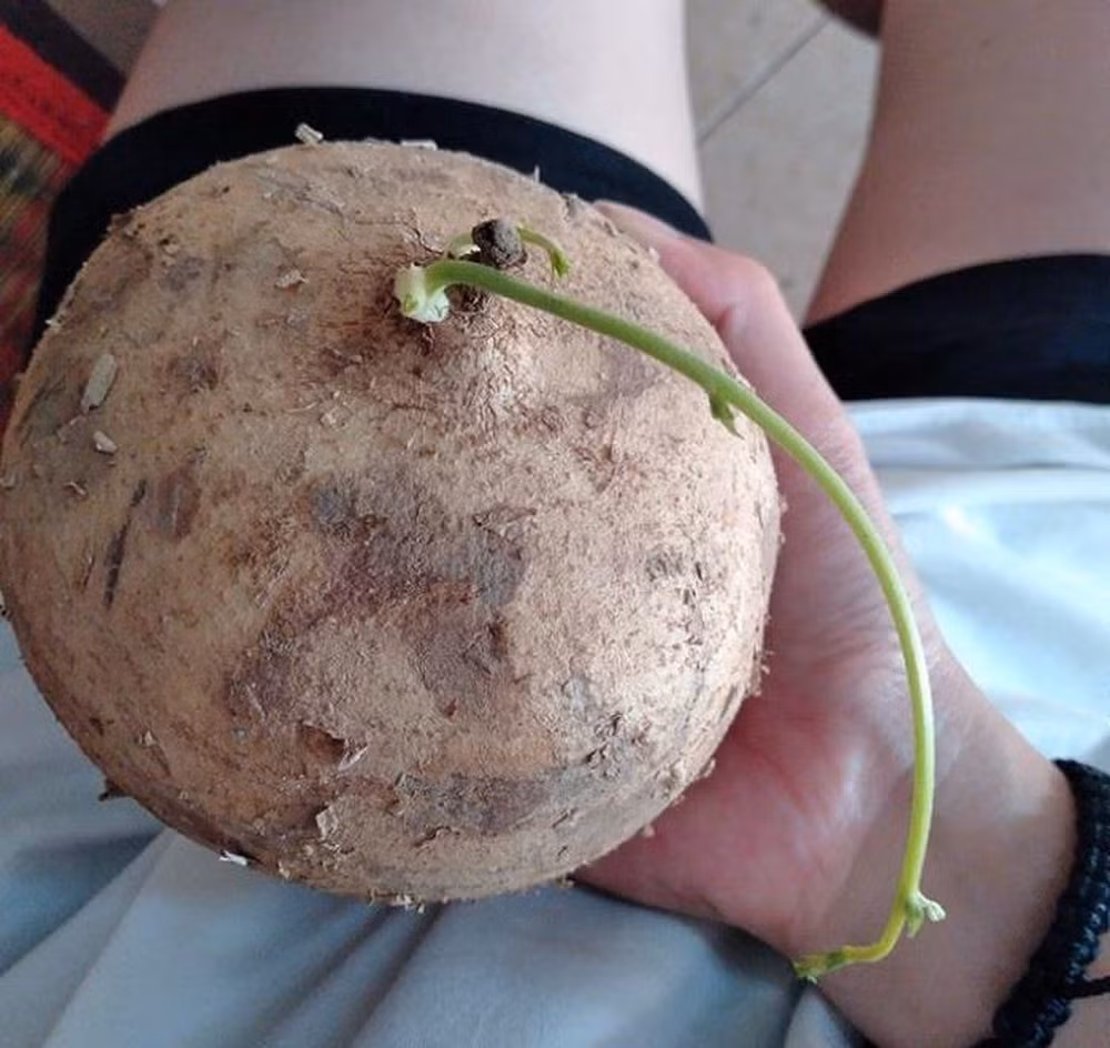 Bỏ ra số tiền không nhỏ để mua thực phẩm, thế nhưng sau đó lại phải vứt chúng đi vì quá nhiều không dùng đến, dẫn đến việc mọc mầm, hư hỏng.