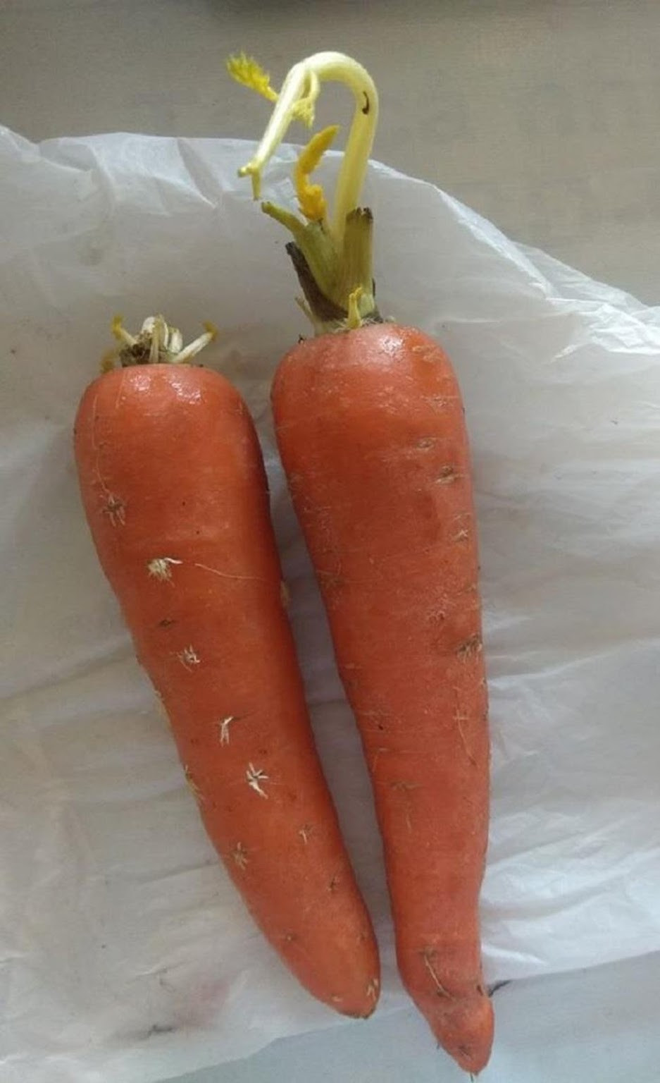 Cà rốt cũng đua nhau mọc mầm trong mùa dịch vì chưa được sử dụng.