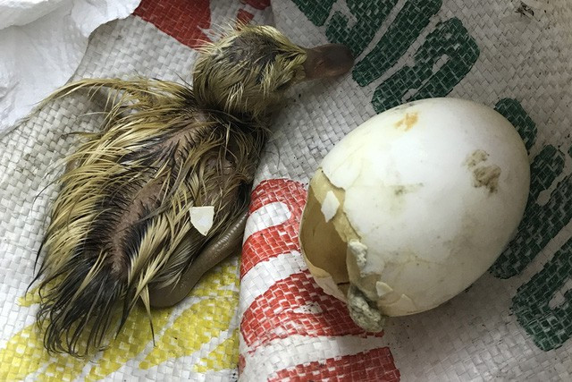 Nhiều nhà còn tích lũy cả trứng vịt lộn và vì để quá lâu mà còn để ngoài nên đã nở thành con. Ảnh: Tổng hợp