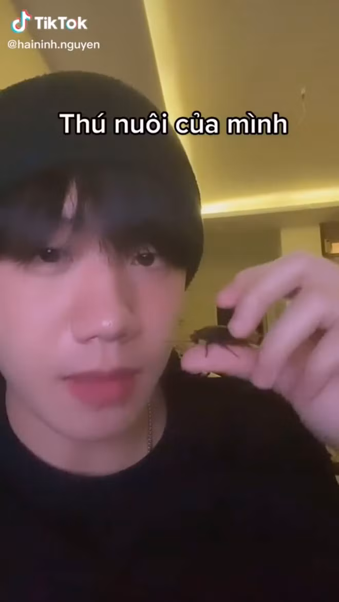 Cụ thể, trong một video TikTok, Hải Ninh đã khoe cho mọi người sở thích của mình với những con gián.