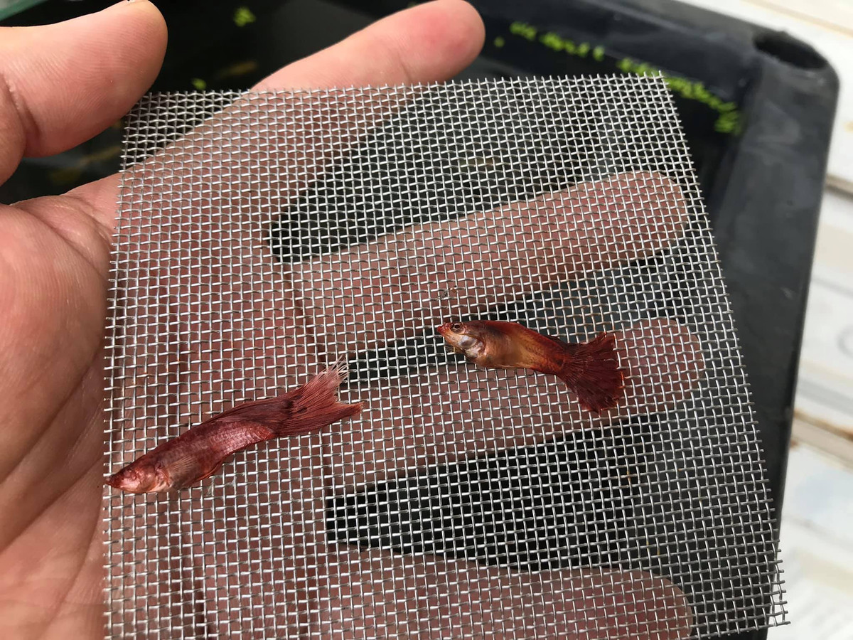 Có lẽ vì quá nhớ đến thú vui câu cá ngoài trời nên dù trong nhà chỉ có cá cảnh, anh chàng này vẫn ngồi câu chờ cho hết ngày giãn cách. Ảnh: Lê Minh Phát