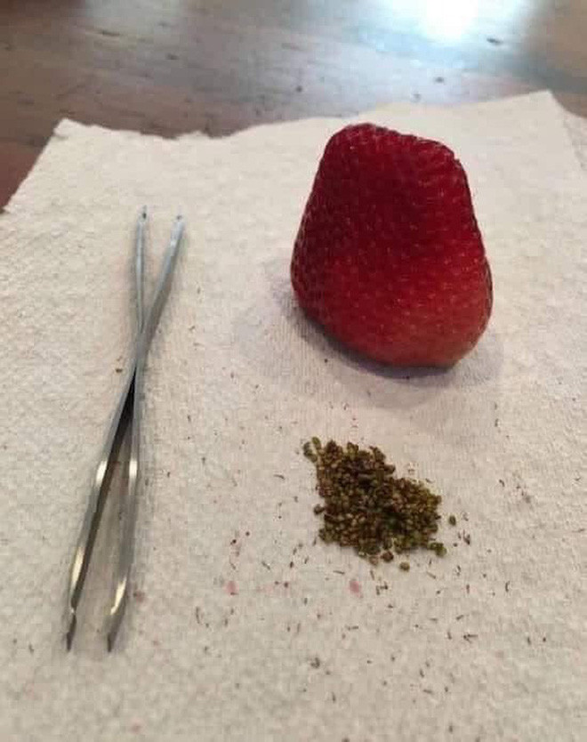 Những hạt màu đen bé li ti bên ngoài trái dâu cũng trở thành công việc của hội rảnh rỗi khi ở nhà tránh dịch. Ảnh: Facebook