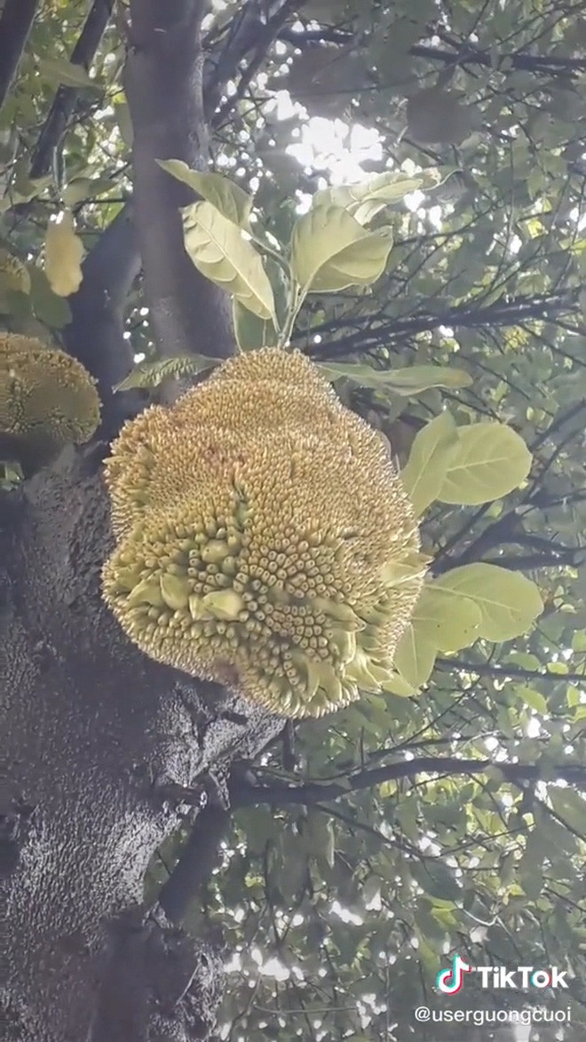 Theo lời người đăng tải, những quả mít này vẫn chưa chín, thậm chí có quả còn non nhưng không hiểu sao lại có hiện tượng lạ này.