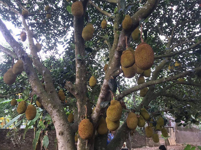 Những quả mít mọc chi chít trên cây và trĩu xuống treo lủng lẳng, quả nào quả nấy đều to và gần như đã chín.