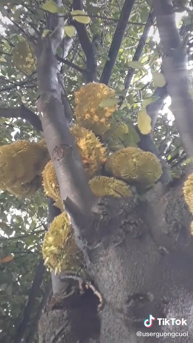 Tuy nhiên khi nhìn lại gần, cây mít sai quả này làm netizen phải hoang mang bởi chúng có phần vỏ bị tách ra nham nhở, có quả thì bị lòi hết múi màu vàng ra ngoài, có quả còn xuất hiện những thứ mọc ra như mầm cây.