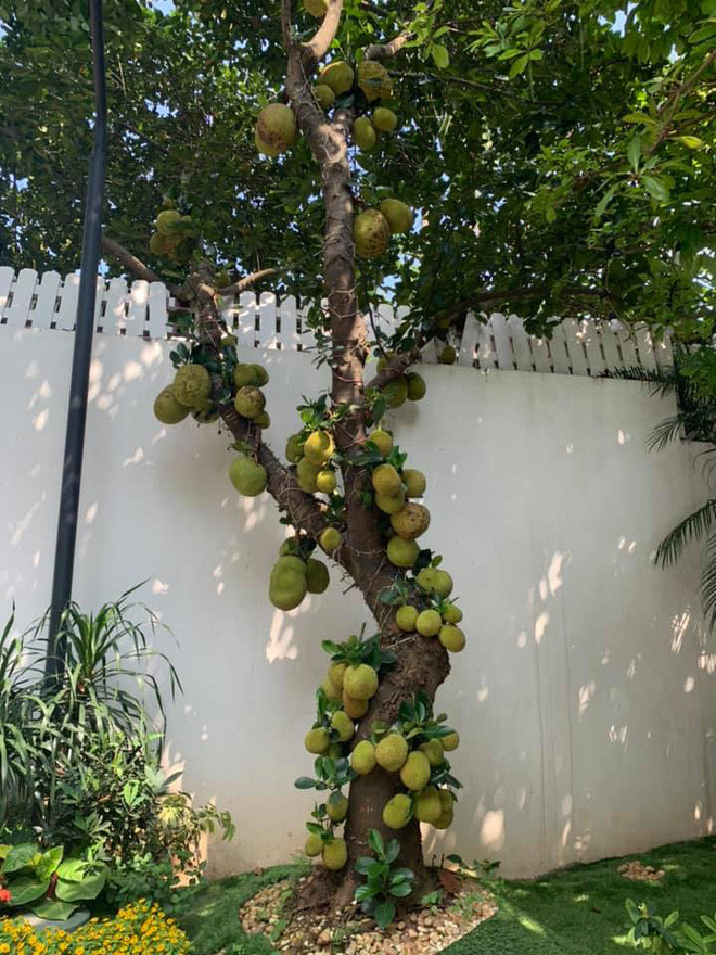 Nhiều cư dân mạng rảnh... ngồi đếm và cho biết cây mít này có đến hàng chục quả, chưa kể những quả bị khuất trong tán lá, không thể nhìn thấy qua ảnh.