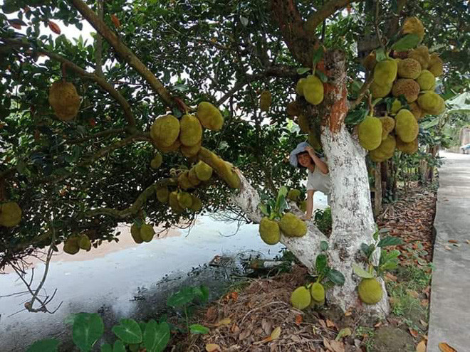 Một cây mít khác vô cùng mãn nhãn bởi vô số quả mọc thành từng chùm đều đặn.